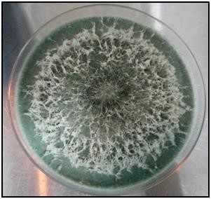 3. Greenhouse Gas (GHG) Mitigation Technology for Rice Through the Application of Straw Decomposing Microbes