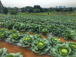 13. Teknologi Penanaman Kubis Tanah Rendah Secara Konvensional