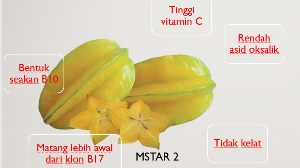 4. Hibrid Baharu Belimbing MSTAR 2