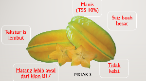 5. Hibrid Baharu Belimbing MSTAR 3