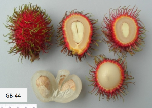 6. Klon Rambutan Baharu : MNEP 1 (Mutiara Merah), MNEP 2 (Mutiara Wangi), MNEP 3 (IE20) dan MNEP 4 (EH57)