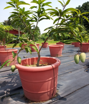 18. Self Watering Container (SWC) Buah untuk Komuniti Pertanian Bandar