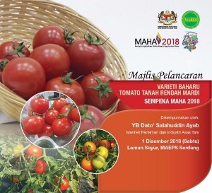 10. Varieti Baharu Tomato Tanah Rendah