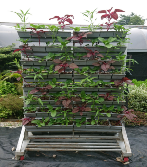 19. Sistem Tanaman'Self Watering Vertical' untuk Sayuran dan Herba-Vertiplanter