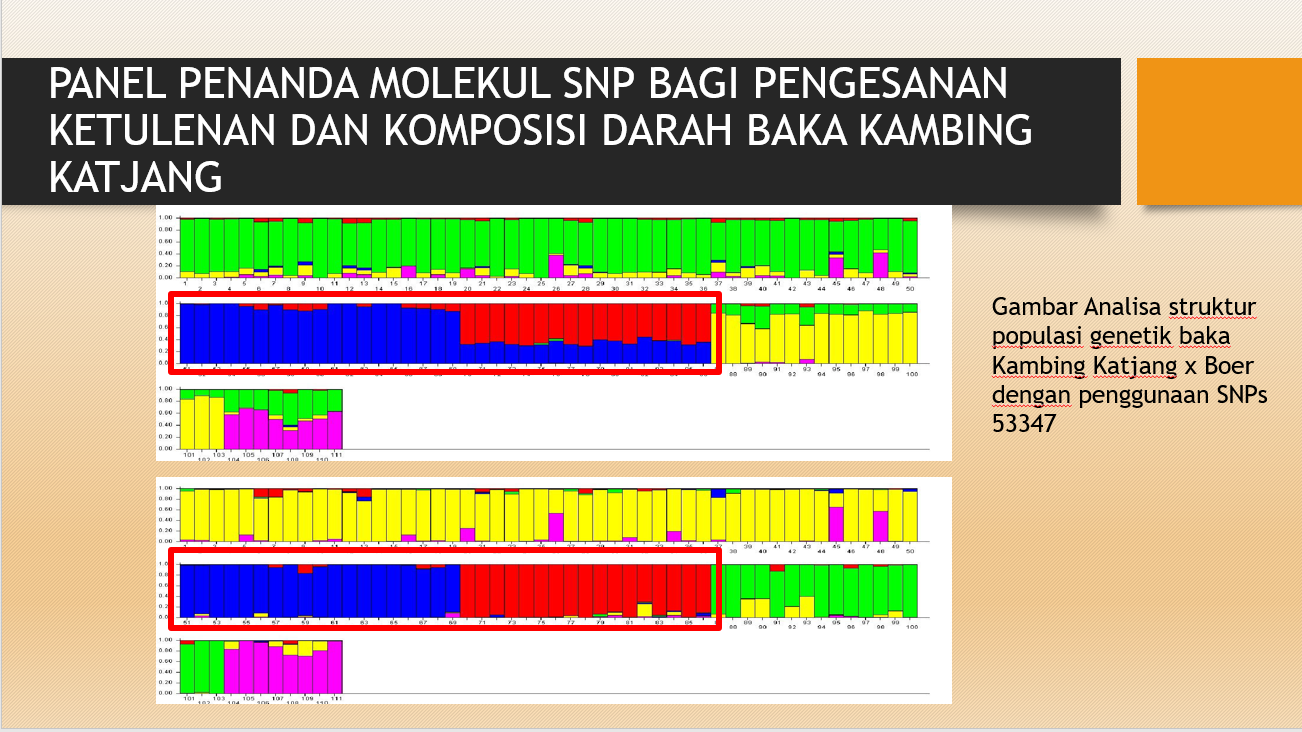 2. Penanda Molekul SNP bagi Katjang tulen