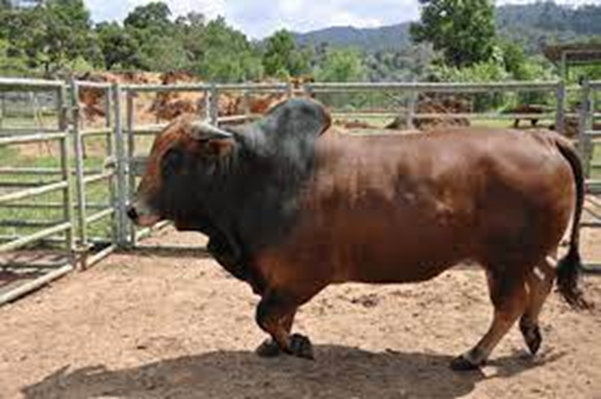 6.	Kedah-Kelantan Elite (KK Elite) Beef Cattle Breed