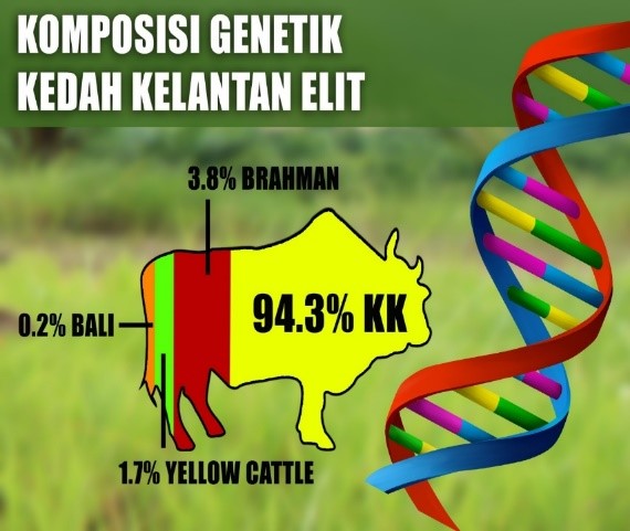 7.	Molecular markers for selected breeds of Brakmas and Kedah-Kelantan