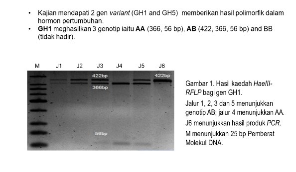 5.	Molecular Markers of Katjang-Boer Hybrid Goat