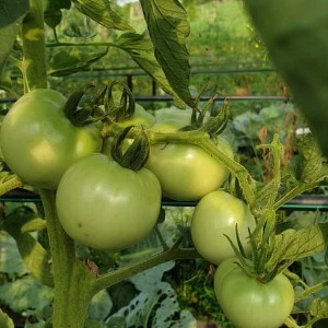 5. Teknologi pengeluaran intensif sayuran berbuah secara organik - cili dan tomato (tanaman regu)