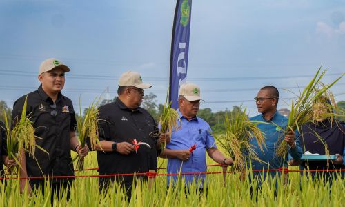 PADI MARDI MR326 KESIDANG SESUAI DI TANAM DI LUAR JELAPANG